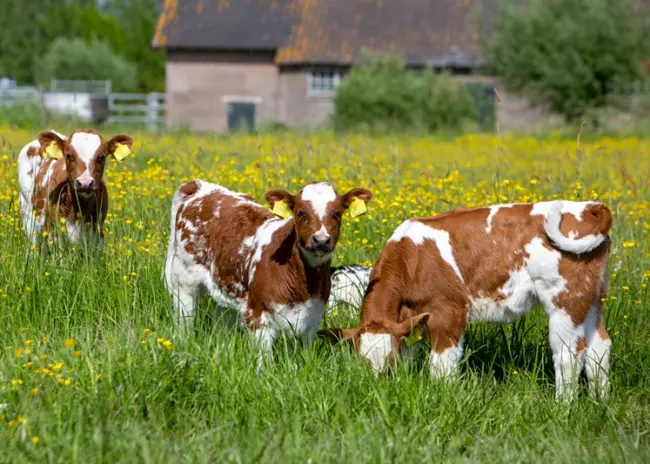 Eco-activiteit verlengde weidegang wijzigt in 2024