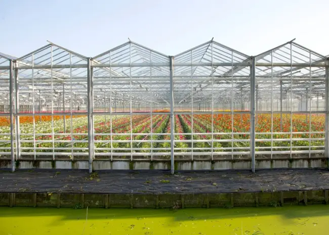 Overschrijding CO2-plafond glastuinbouw in 2021