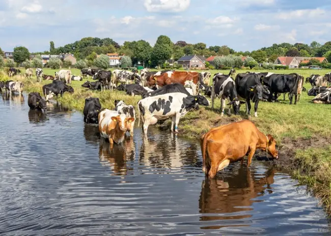 Uitbreiding NV-gebieden en verlaging mestnormen