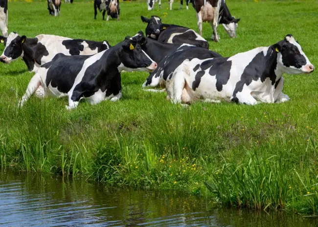 Pachtkamer: Staatsbosbeheer mag pachtovereenkomst niet ontbinden