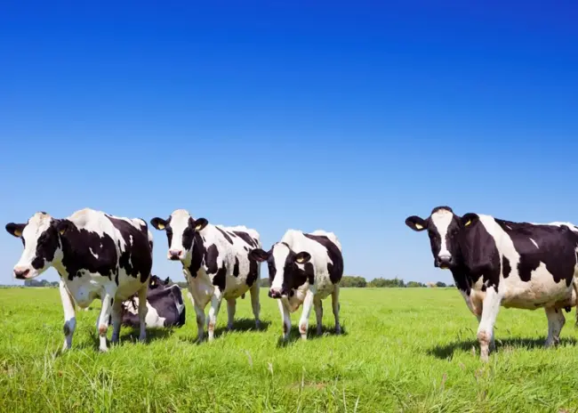 Nieuwe opzet eco-activiteit verlengde weidegang