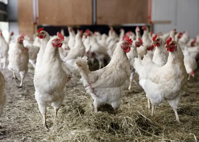 Strengere EU-normen voor emissies grote varkens- en pluimveebedrijven