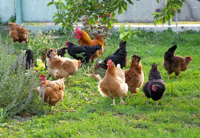 Ophokplicht pluimvee grotendeels ingetrokken