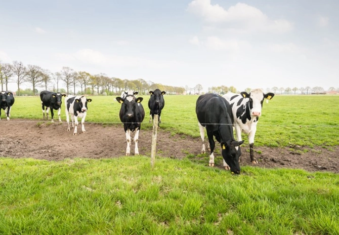 Uiterste startdatum eco-activiteit weidegang uitgesteld