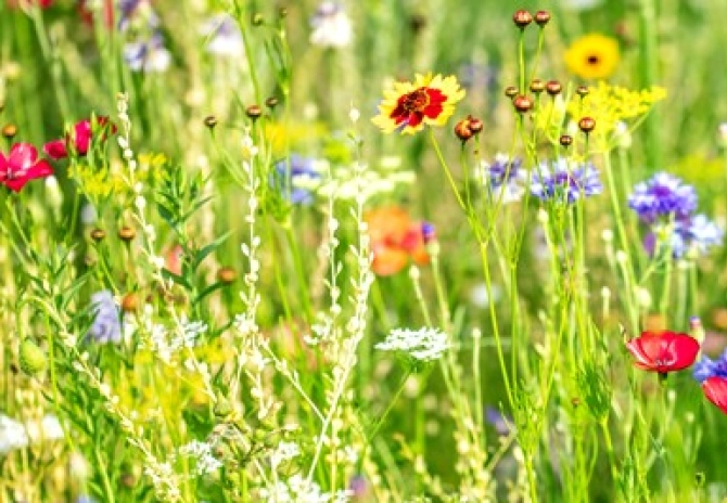 Uitstel begindatum eco-activiteit ‘groene braak’