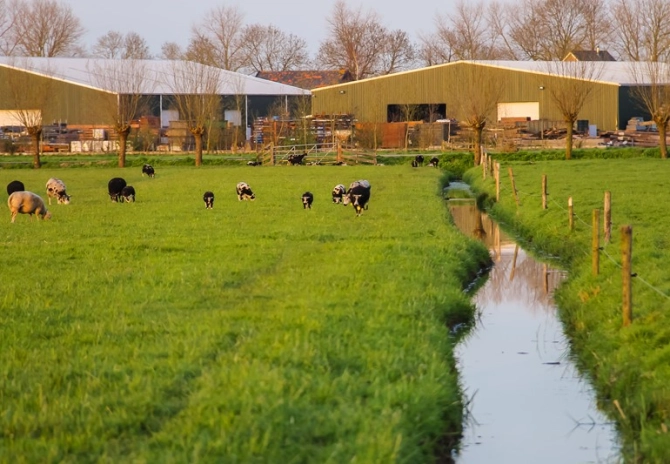 Subsidieregeling Behoud graslandareaal opengesteld