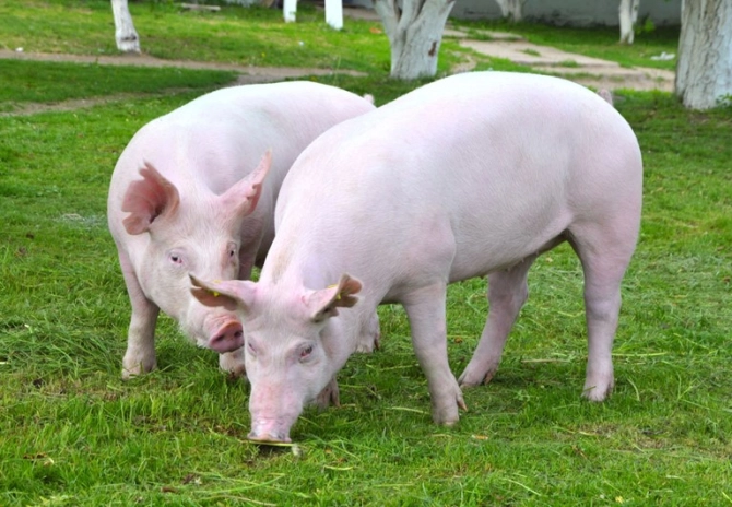 Nieuwe criteria Beter Leven keurmerk varkens
